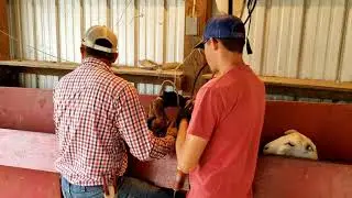 Worming sheep and goats after kidding