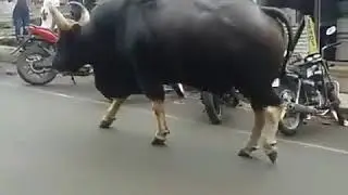 Bahubali  Bhallaladeva bull walked freely in the market 😂😂