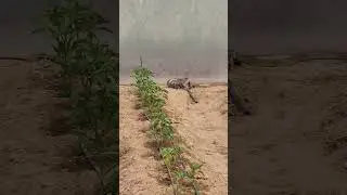 Big python was caught in my farm