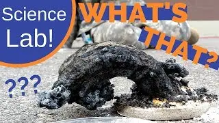 3 Ingrediant FIRE SNAKE!! | Sugar + Baking Soda + fire | Student Lab on Chemical Change