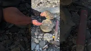 Large 😮Fossil Surprise ! 🎁#fossil#fossilhunting#satisfyingvideo