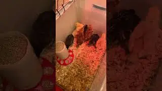 New Arrivals at the Farm: Spring Chicks Ready to Explore! #fok