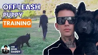 My 4 Month Old Puppy Is AMAZING Off Leash,Here&rsquo;s How I Trained Him..( Secret Technique ).