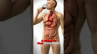What happens when you eat red wine? #biology #doctor #health #education #science