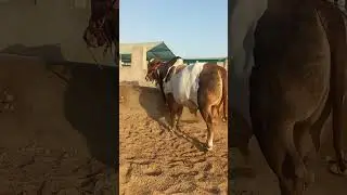 Sakran Cattle Farm #animalsworld #cattle #cow #bull #2024