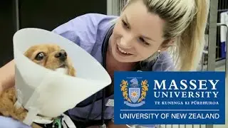 Veterinary Technology with Kate | Massey University