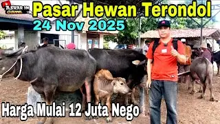 Update Terbaru Harga Kerbau | Ps Hewan Terondol | Kota Serang Banten 24/11/2025