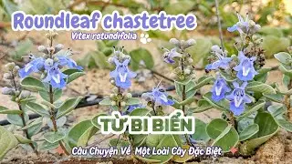 Roundleaf chastetree | Từ Bi Biển (Vitex rotundifolia): B&iacute; Ẩn V&agrave; Vẻ Đẹp Thi&ecirc;n Nhi&ecirc;n