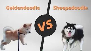 Chusky VS Pomsky | Chusky VS Pomsky | Cross breed Comparison