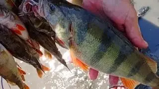 попали на жор окуня