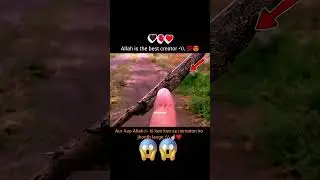 #allah is the best creator#viral #islamicshorts #allah #muslim #shorts