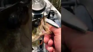 #Zman PaddleShad