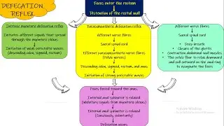Defecation Reflex. Chapter 64 (part 10). Guyton and Hall Physiology.