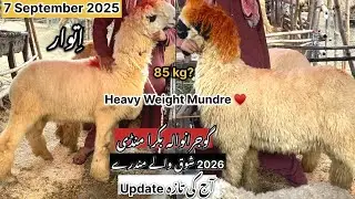 7 September 2025. Gujranwala Bakra Mandi. Top Class Heavy weight Quality Janwar. &hearts;️ #shoqehalal 