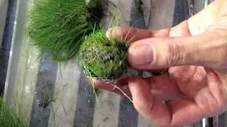 Kokedama-Wabikusa Eleocharis parvula - trimming before planting - Massimo Iannella