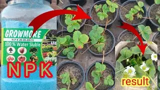 What is N P K fertilizer and how to use it.Plant growth supplement 