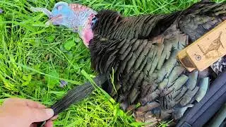 Rohm Turkey Calls