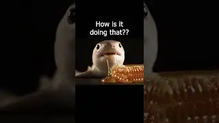 Baby Shark Eating Honey 🦈🍯 ASMR | SootheASMR #ai #asmr #aiart #satisfyingvideo