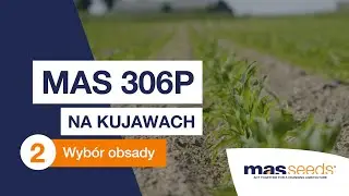 Kukurydza 🌽MAS 306P💪 na Kujawach - dob&oacute;r obsady. Co zaobserwowaliśmy w czerwcu❓