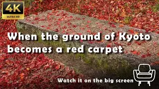 〈4K〉Autumn Leaves in Kyoto 2024 #kyototour #kyotovlog