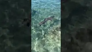 Whitetip Shark, Puako Hawaii