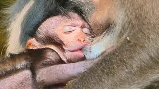 So adorable cuties baby Jagger fall drinking sweet milk mommy until fall sleep well.