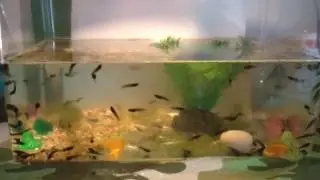 How to care for tadpoles