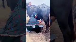Women Cow Milking || Village Life Cow Milking | Rajasthani Cow Milking Vlog 2026 #cowmilking #cow