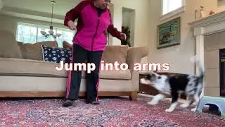 15 Weeks Old - SHORT Version - 52 Weeks of Puppy Eli - Agility Training