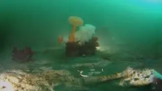 vyu360 underwater sample