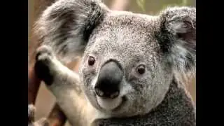 kowala
