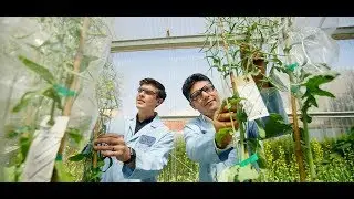 Cibus Gene Editing Technology for Plant Breeding Meets Demand for Non GMO Crops