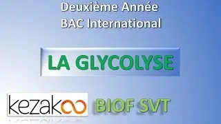 SVT 2 BAC International : LA GLYCOLYSE