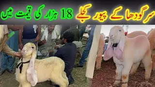 Pure Sargodha Kay Kajlay Baby Prices || Live Deal Shahpur Kanjra Mandi Lahore 2023