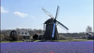 tulips and bulb fields  The Netherlands 2021