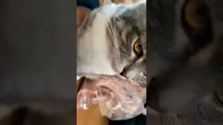# муслим султан #не сучий кота