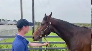 Horsesales.ie - excelebration colt