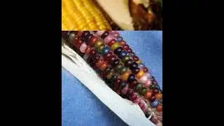 Interesting facts about corns colourful corn of America । #shorts ।#Youtubeshorts । Study Interest