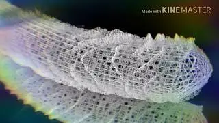 Euplectella-Venus Flower Plant