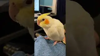 Baby Parrot Enjoy Doing This Everyday #pets #shortsfeed #birds #parrot #cockatiel #petparrot #玄凤鹦鹉