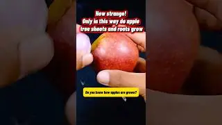 Unbelievable! This Simple Trick Makes Apple Shoots & Roots Grow Fast 🍎🌱