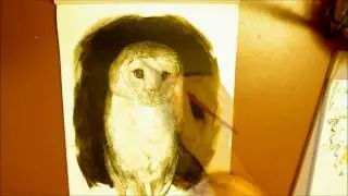 Barn Owl In Acrylics