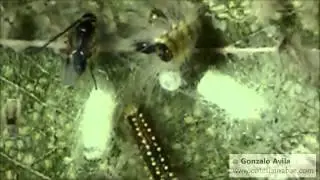 Male parasitoid wasp hatching from cocoon
