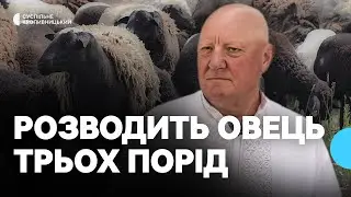 Романівська, гіссарська та південноафриканська: фермер з Кіровоградщини розводить овець трьох порід