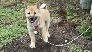山陰柴犬はなを迎える