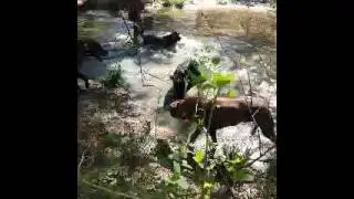Rhodesian ridgeback  Hunting hogs1