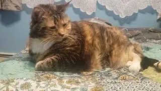 Ultimate Cat Chill: Watch This Adorable Feline Master the Art of Relaxation!