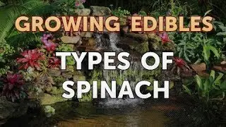 Types of Spinach