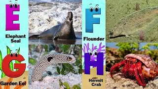 Alphabet Song with Sea Animals | ABC Learning Video for Preschool Kids | Koko Study Class