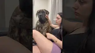 Big Boerboel Kisses